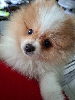 Štěňátko Pomeranian