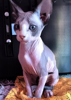 Sphynx koťata