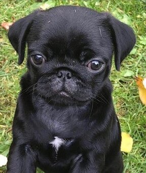 Mops