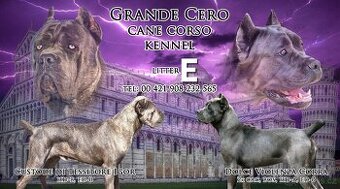CANE CORSO štenatka s PP/ FCI rodokmen