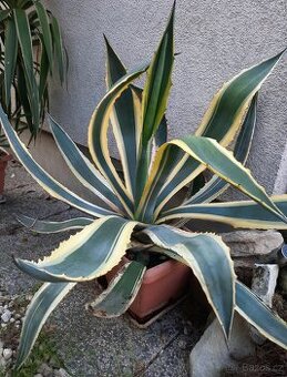 velké zdravé rostliny