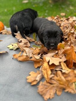 Štěňata labradorského retrívra