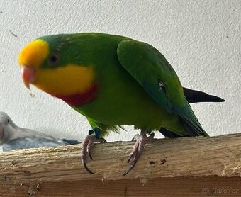 Pár papoušek nádherný