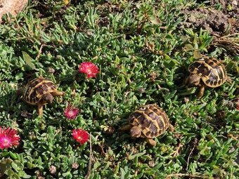 Testudo Hermanni Hermanni