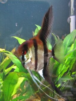 Metronidazol-roztok pro akvarijní ryby-na hlístice,bičíkovce