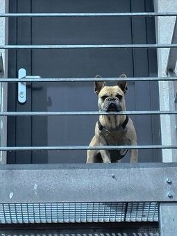 Francouzský buldoček