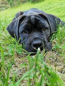 Štěňata Cane Corso