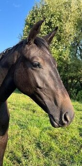 Prodáme koně- hannoverského valacha