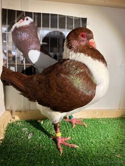 Moravský pštros červený  -  Pár