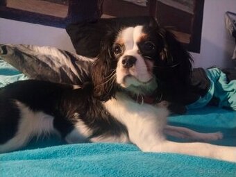 kavalír king charles španěl