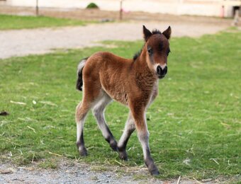 ELEGANTNÍ minihorse klisna