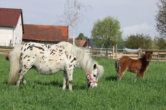 NĚŽNÁ minihorse klisna
