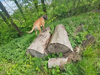 Drevo palivo zahradni nabytek Jasan Liberec