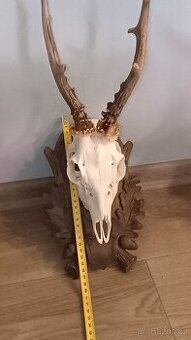 Trofej Jelen +5 podlozek