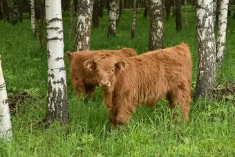 Prodám telátka Highland-Skotský náhorní skot, loňské, nebo l - 1