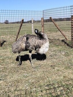 Emu