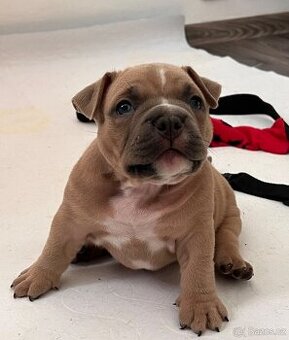 American Bully pocket