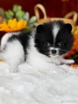 Pomeranian mini