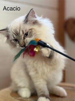 RAGDOLL