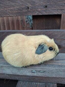 Prodám mláďata morčat