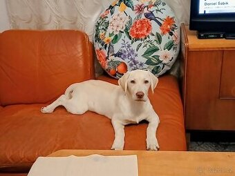 Labradorský retrívr