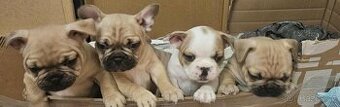 Štěňátka Francouzského Buldočka