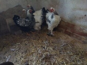 Brahmanka velká bílá kolumbijská