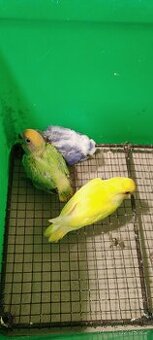 Agapornis ružovohrdly