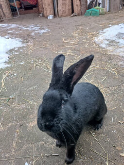 Německý obrovitý strakáč