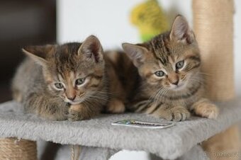 DARUJI 4 koťata s kořeny Mainské