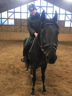 Anglický plnokrevník k rekreaci a hobby sportu