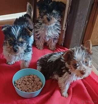 Biewer jork-fenečky bez pp,táta německý pp