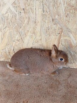 Zakrslý červený s PP - 1