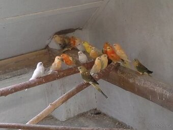 zpěvák,korela,kakariky