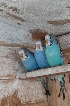 Andulky vlnkované - modré, modrobílé, bílé