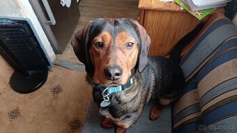 Daruji fenku jezevčíka