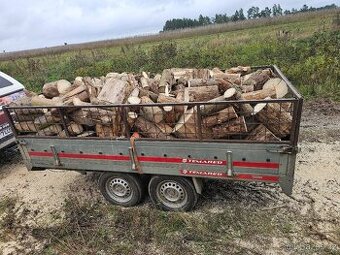 Drevo .Pla om u tachova