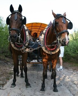 Prodám párové postroje do kočáru s chomouty
