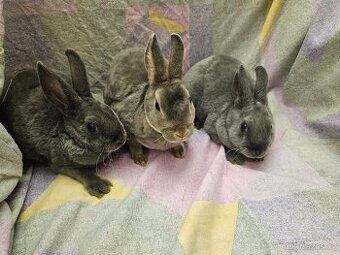 Zakrslý králíček