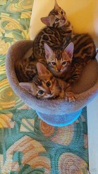 Bengalská kočka-koťátka s PP