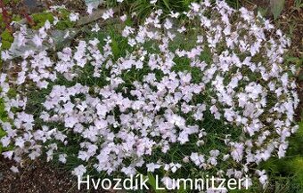 Hvozdík Lumnitzerův Dianthus Lumnitzeri 400 semen 50 Kč