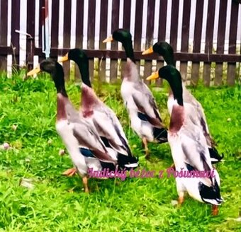 INDICKÝ BĚŽEC PSTRUHOVÝ - kačírci 🦆🦆🦆