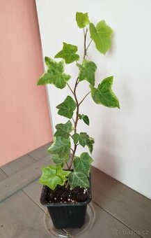 BŘEČŤAN POPÍNAVÝ, PANAŠOVANÝ