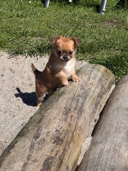 Čivava dlouhosrstá - pejsek s PP (FCI)