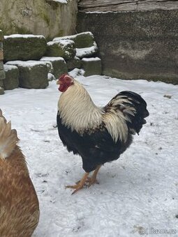 Nabízím Násadová Vajíčka - Dvorkový Mix