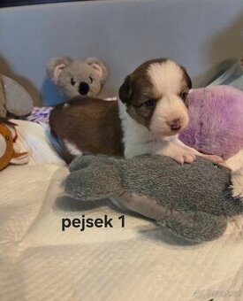 Prodáme štěňátka Border Kolie, čistokrevné, bez PP.