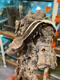 AXANTHIC C. Ciliatus