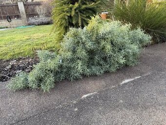 Umělý eukalyptus bush na dekoraci (cca 40 ks), NOVÝ