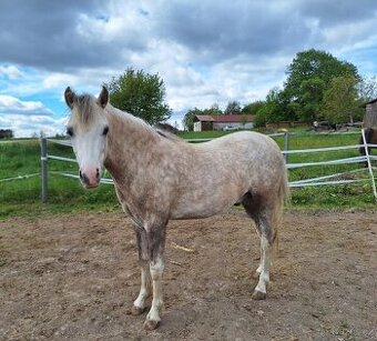 2 letý valášek welsh pony