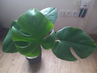 Monstera